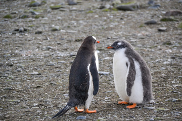 A penguin and chick standing next to each other