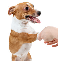 Human hand holds Jack Russell Terrier dog.