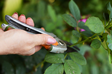 gardener pruning trees with pruning shears on nature background.
