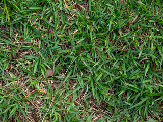 Grass texture 2