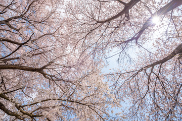 Sakura Cherry blossom Nagano Japan