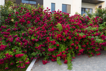 Red tea rose fence. Fence decoration from prying eyes.