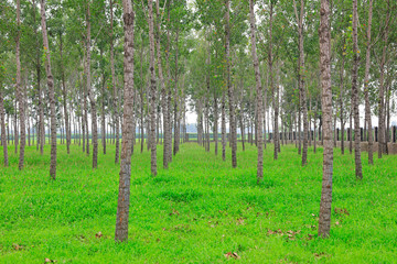 Fototapeta premium woods
