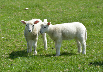 Obraz premium Sheep grazing in the valley near the ruined village of Tyneham in Dorset