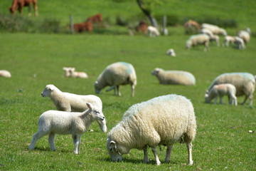 Obraz na płótnie Canvas Sheep grazing in the valley near the ruined village of Tyneham in Dorset