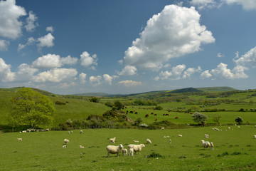 Sheep grazing in the valley near the ruined village of Tyneham in Dorset