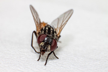 Flies, animals that carry diseases