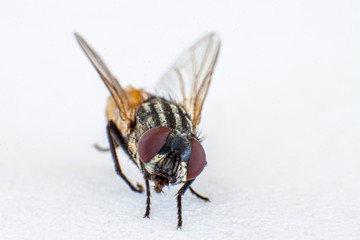 Flies, animals that carry diseases