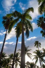 Fototapeta na wymiar Tall palm trees with the sky in the background