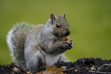 Naklejka na ściany i meble selective focus eye, squirrel eating nut