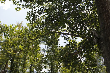 tree with green leaves