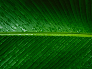 Fresh green banana leaves on rainy days