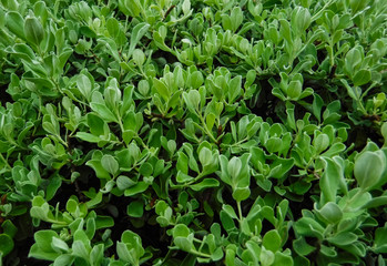 Fresh green shrubs that are brought into the background