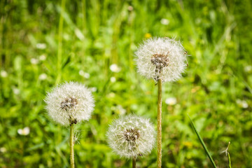 Fluffy dandelion on the meadow. Flowering dandelion with flying seeds.