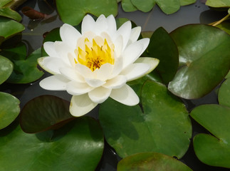 White lotus flowers that are blooming on sunny days