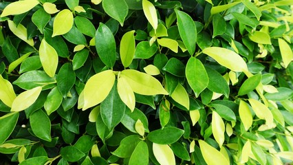 leaves in the garden, Fresh green leaves background in the garden sunlight. Texture of green leaf in Forest. Tropical plants in the Garden and Green wall.