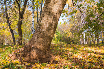 Tree trunk in the autumn Park
