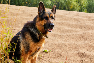 Dog German Shepherd outdoors on sand in a summer