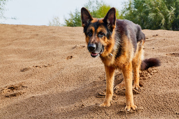 Dog German Shepherd outdoors on sand in a summer