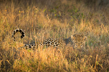 Leopard lying in African bushveld, in the grass, wild and free. Leopard is part of the big five, South Africa safari, image from Kruger National Park.