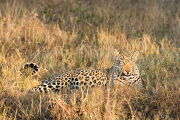 Leopard lying in African bushveld, in the grass, wild and free. Leopard is part of the big five, South Africa safari, image from Kruger National Park.