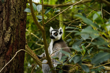 Ring-tailed lemur sitting on a tree