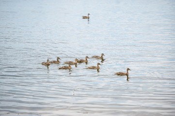 Birds swimming on lake. Ducks