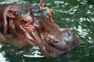 Hippopotamus, large mammal Live in the water mainly Because it is resistant to hot weather