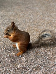 Squirrel on ground in the park eating nuts. Squirrel nature view. Squirrel portrait. funny