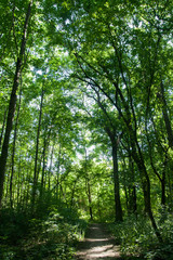 Obraz premium A Beautiful Landscpe of the High Trees and the long path, shooted in the park, on Sunny Day - Slovakia, Europe