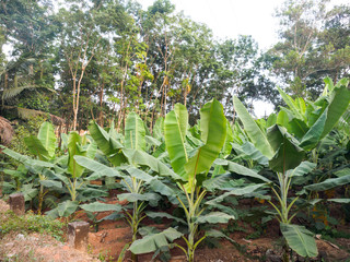 Grove of young banana palms in Kochi, Kerala, India