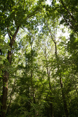A Beautiful Landscpe of the High Trees shooted in the park, on Sunny Day - Slovakia, Europe