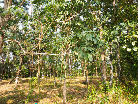 Grove of rubber trees in Kochi, Kerala, India