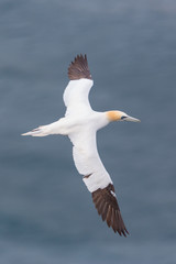 Fototapeta na wymiar close-up gannet (morus bassanus) in flight over blue sea