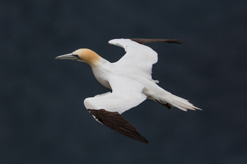 detailed portrait flying gannet (morus bassanus), blue sea