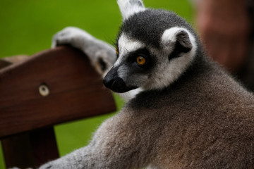 cool young lemur close-up - Australia zoo, Brisbane