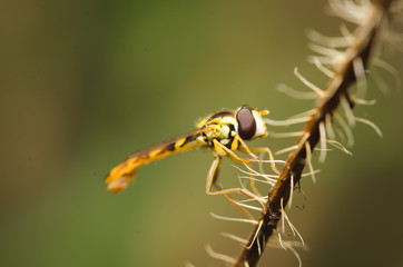 Macroshot of a hoverfly sitting on a small twig