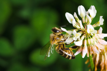 Macroshot of a bee collecting pollen of a clover flower