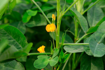 Peanut flowers
