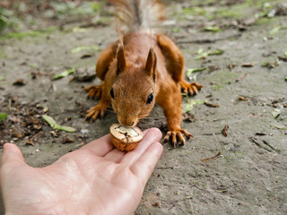 Squirrel eating nuts from woman hand in the park.