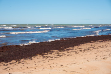 Brown seaweed thrown out the storm on the Baltic coast