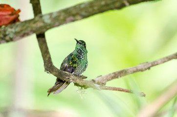  hummingbird