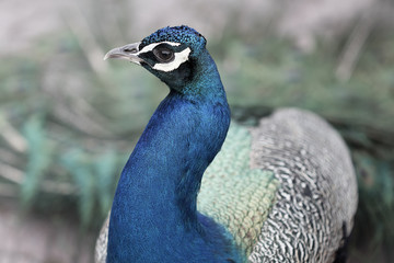 Obraz premium Peacock closeup