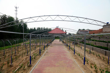 Fototapeta premium vineyard landscape architecture
