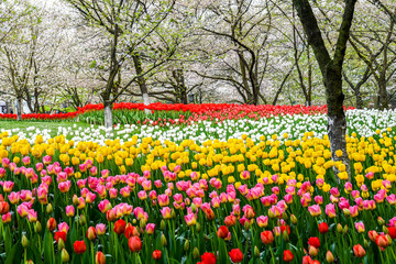 Spring landscape, colorful fresh tulips blooming in garedn Hangzhou, CHINA.