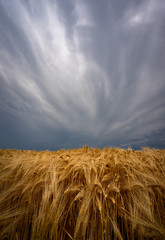 tormentas de verano sobre campos de cultivo de trigo con amapolas en España 