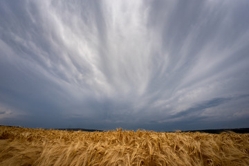 tormentas de verano sobre campos de cultivo de trigo con amapolas en España 