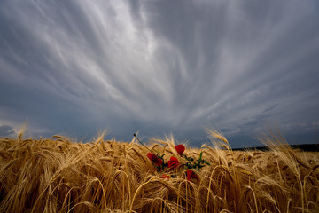 tormentas de verano sobre campos de cultivo de trigo con amapolas en España 