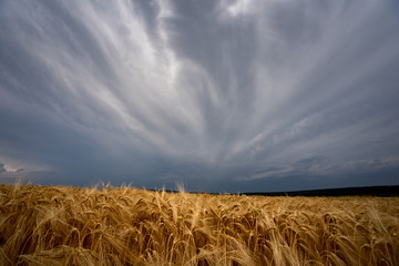 tormentas de verano sobre campos de cultivo de trigo con amapolas en España 