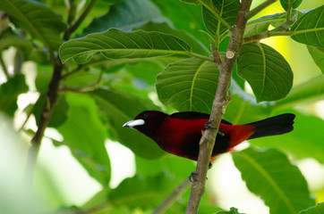 Red bird from avobe